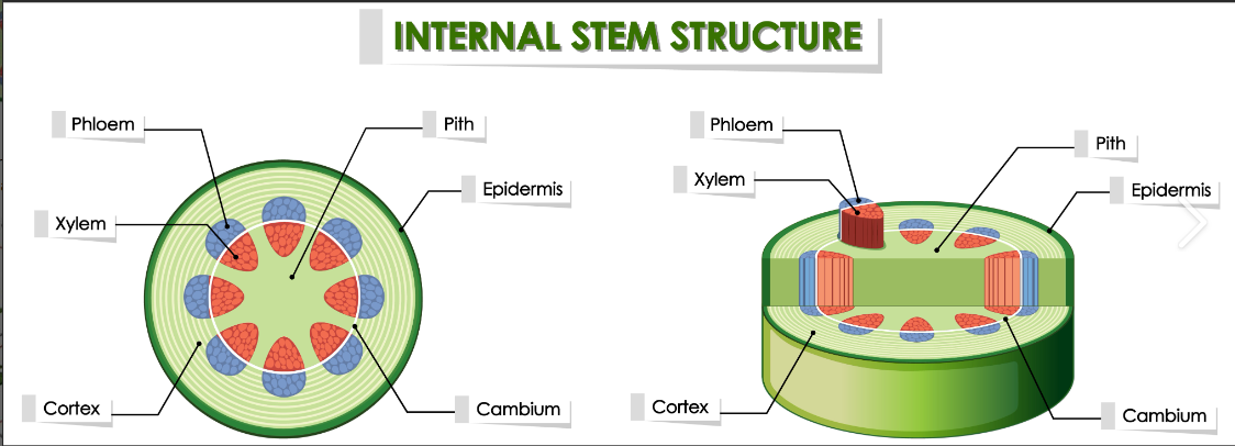 Plant stem cell
